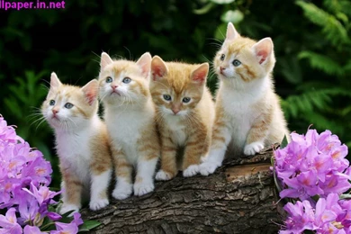 Animals & Birds Archives   Page 6 Of 14   Free Desktop Wallpapers ...