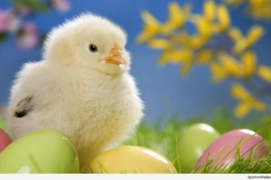 Animals Wallpapers Free Download Desktop 6.jpg