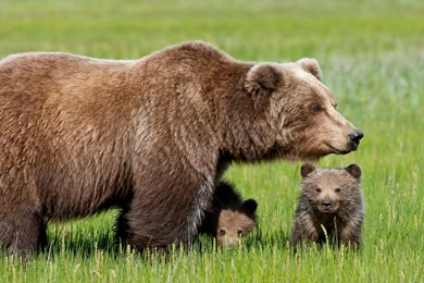 Animals Wallpapers For Desktop Free Download 12 Backgrounds ...