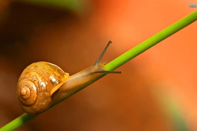 Snail Wallpapers   Animal Wallpapers