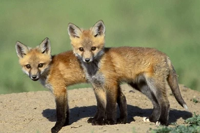 Cute Wild Animals Wallpapers Free Desktop