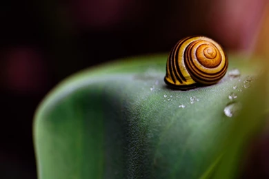 Snail Wallpapers