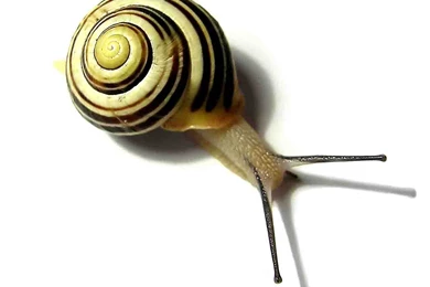 Snail Wallpapers   Animals Town