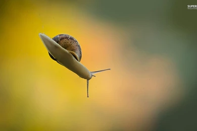 Snail Wallpapers   Animal Wallpapers