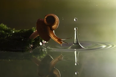 Snail   Wallpaper.
