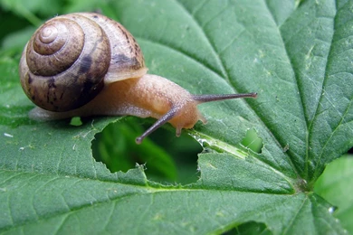 Snail Computer Wallpapers, Desktop Backgrounds
