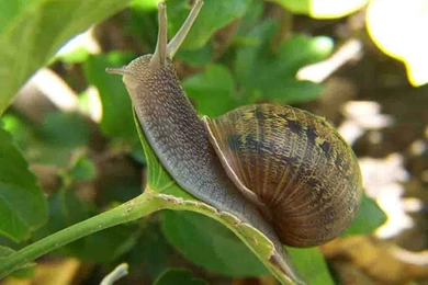 Free Snail Wallpapers Download   Animals Town