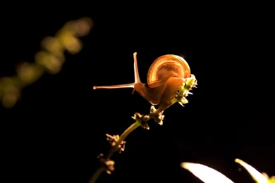 1680x1050 Snail In Light Desktop PC And Mac Wallpapers