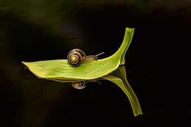 Snail Computer Wallpapers, Desktop Backgrounds