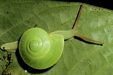 Snail Computer Wallpapers, Desktop Backgrounds