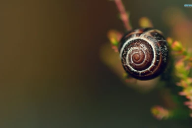 Snail Wallpapers   Animal Wallpapers