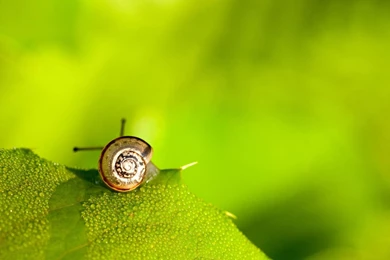Snail On A Wet Leaf Wallpapers   Animal Wallpapers