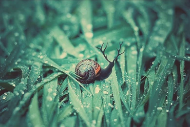 Download Wallpapers 1920x1080 Snail, Grass, Dew, Drops, Moisture ...
