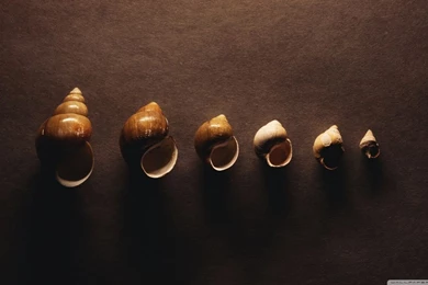 Snail Shells HD Desktop Wallpapers : High Definition : Fullscreen ...