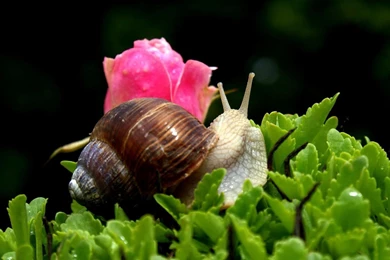 Snail Shell Wallpapers HD.jpg