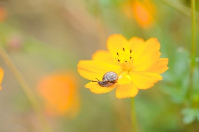 Snail On A Cosmos Flower Wallpapers   Free Wide HD Wallpapers