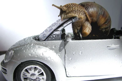 Snail Computer Wallpapers, Desktop Backgrounds