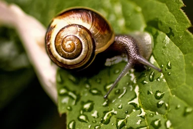 Download Wallpapers Snail On A Wet Leaf (1920 X 1080 HDTV 1080p ...