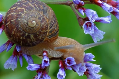 Snail   (