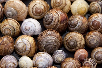Colorful Snail Shells