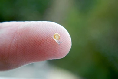 Snail With Baby Snail Wallpaper 7.jpg