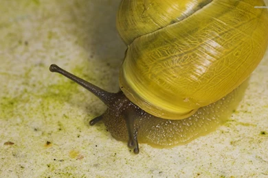 Snail wallpaper.jpg