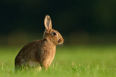 Most Popular HD Wallpapers Of Indian Gray Rabbit In Garden