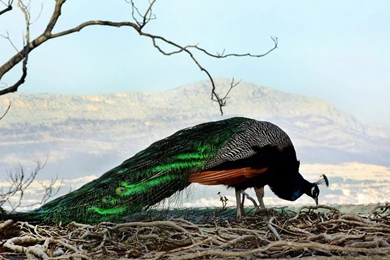 Beautiful Birds Wallpapers HD Pictures