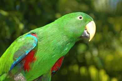 Download Indian Parrot HD Wallpapers