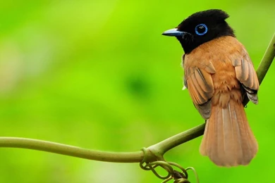 Desktop birds hd pictures.jpg