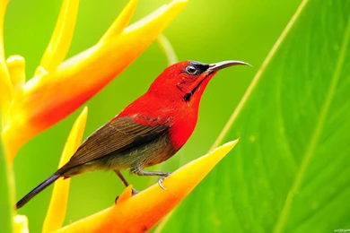 Birds pictures wallpaper.jpg