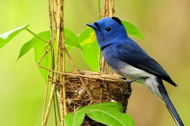 Bird Wallpapers 1080p