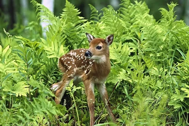 Spring Wallpaper Images   Wallpapers HD Wide