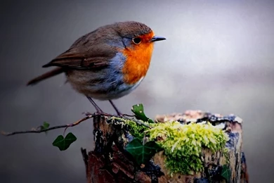 Bluebird Wallpapers Photo And Wallpaper. All Bluebird Wallpapers ...