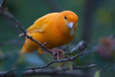15 Fantastic HD Bird Wallpapers   HDWallSource.com