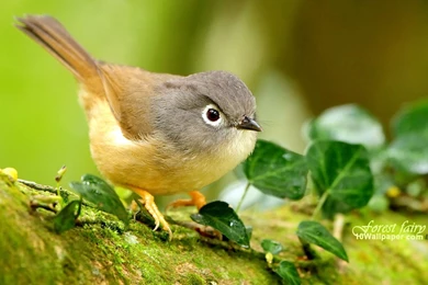 Birds Wallpapers   HD Desktop Backgrounds   Page 109