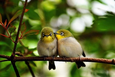 Birds Wallpapers & Birds Pictures HD Wallpapers New Colleciton