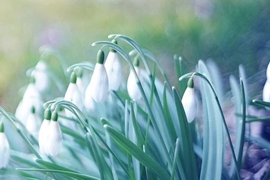 iPhone 4S, 4 Spring Wallpapers HD, Desktop Backgrounds 640x960