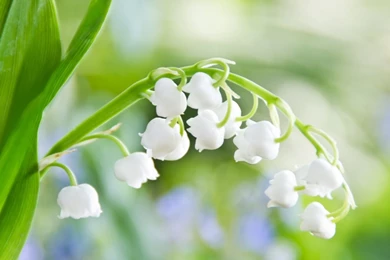 Spring Flowers Computer Wallpapers 7518   HD Wallpapers Site