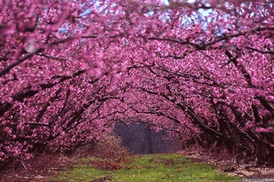 Absolutely Beautiful Spring Wallpapers