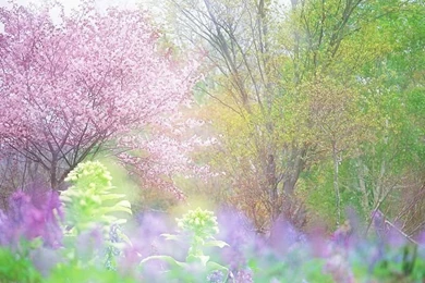 Spring Garden, Soft Dreamy Spring Scenery (1920+1600 ) 25 ...