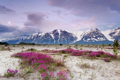 Spring Mountain Wallpapers 2   Crazy Frankenstein