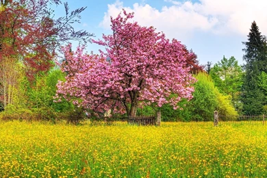 1600x900 Spring Nature Scenery Wallpapers