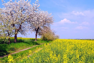 Germany Spring Nature Scenery, Fields, Flowers, Blue Sky Wallpapers ...