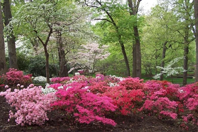 SPRING SCENERY WALLPAPER   (