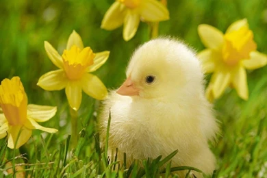 SWEET SPRING SCENERY WALLPAPER   (