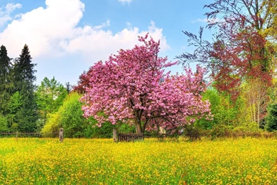 Spring Landscape Screensavers
