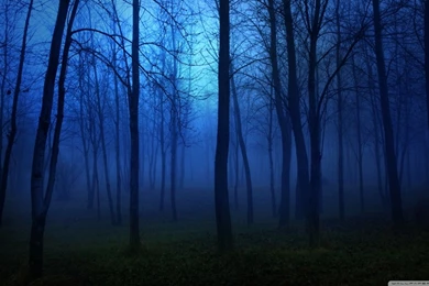 Night In The Forest HD Desktop Wallpapers : Fullscreen : Mobile ...