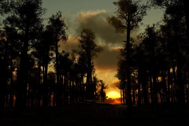 Night Forest Wallpapers   58546