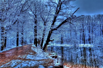 Winter Forest Night, Walking, 2560x1440 HD Wallpapers And FREE ...